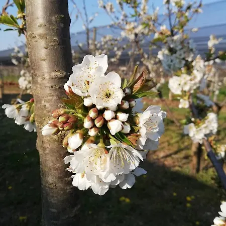 Borgo D'asolo * San Vito Di Altivole